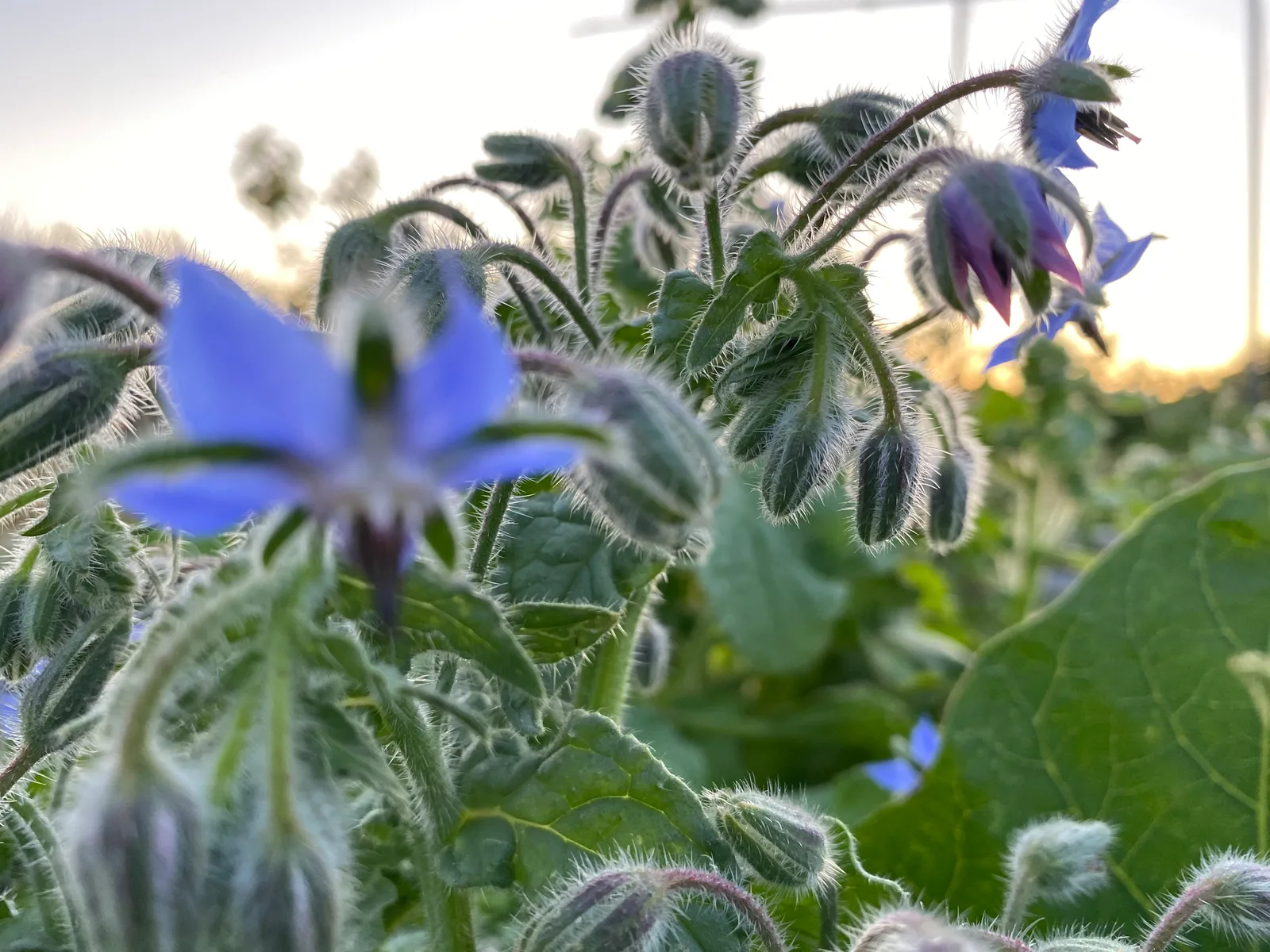 Fleurs de bourrache au Jardin de Margny