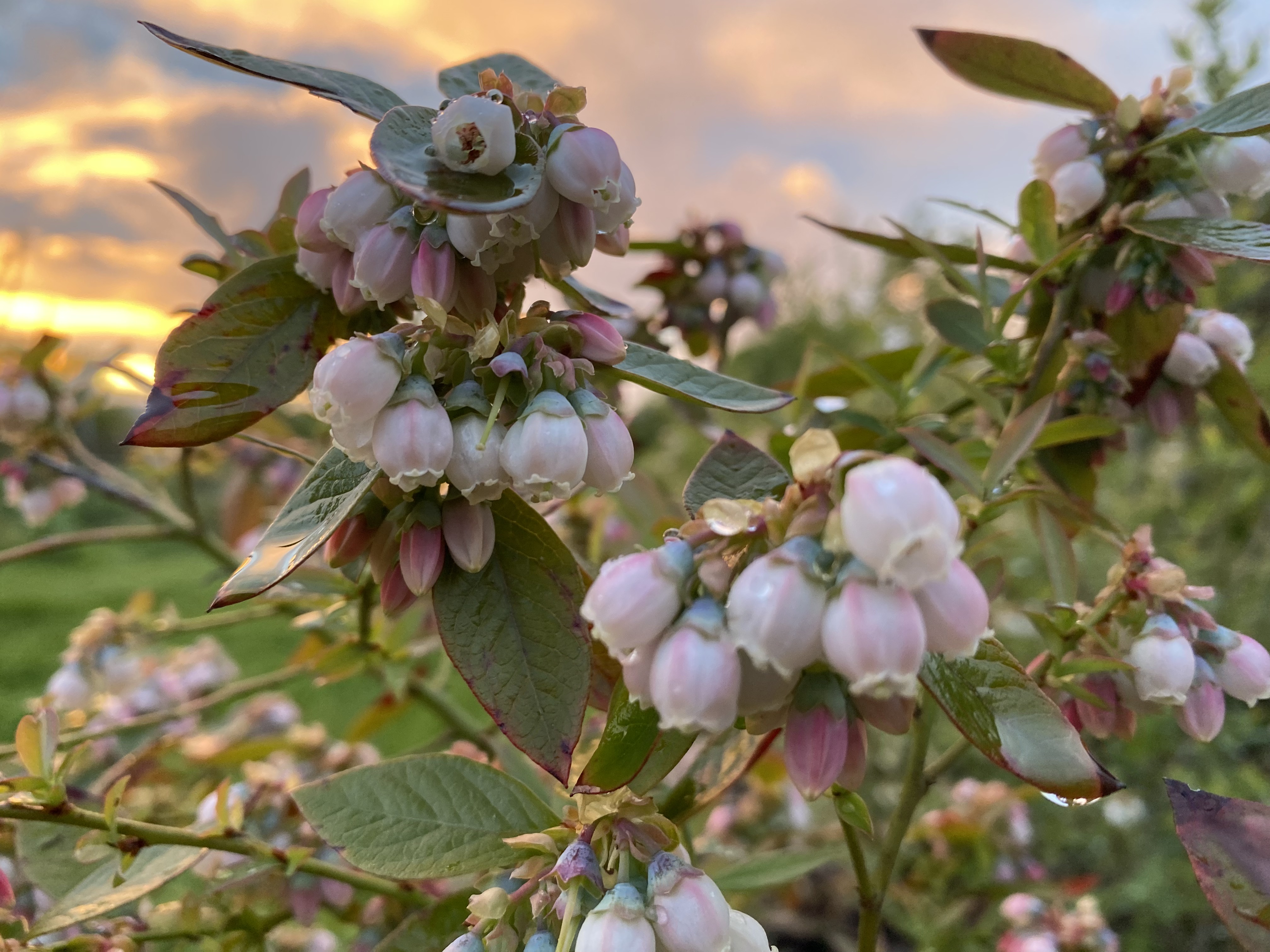 Fleurs de myrtillier au printemps