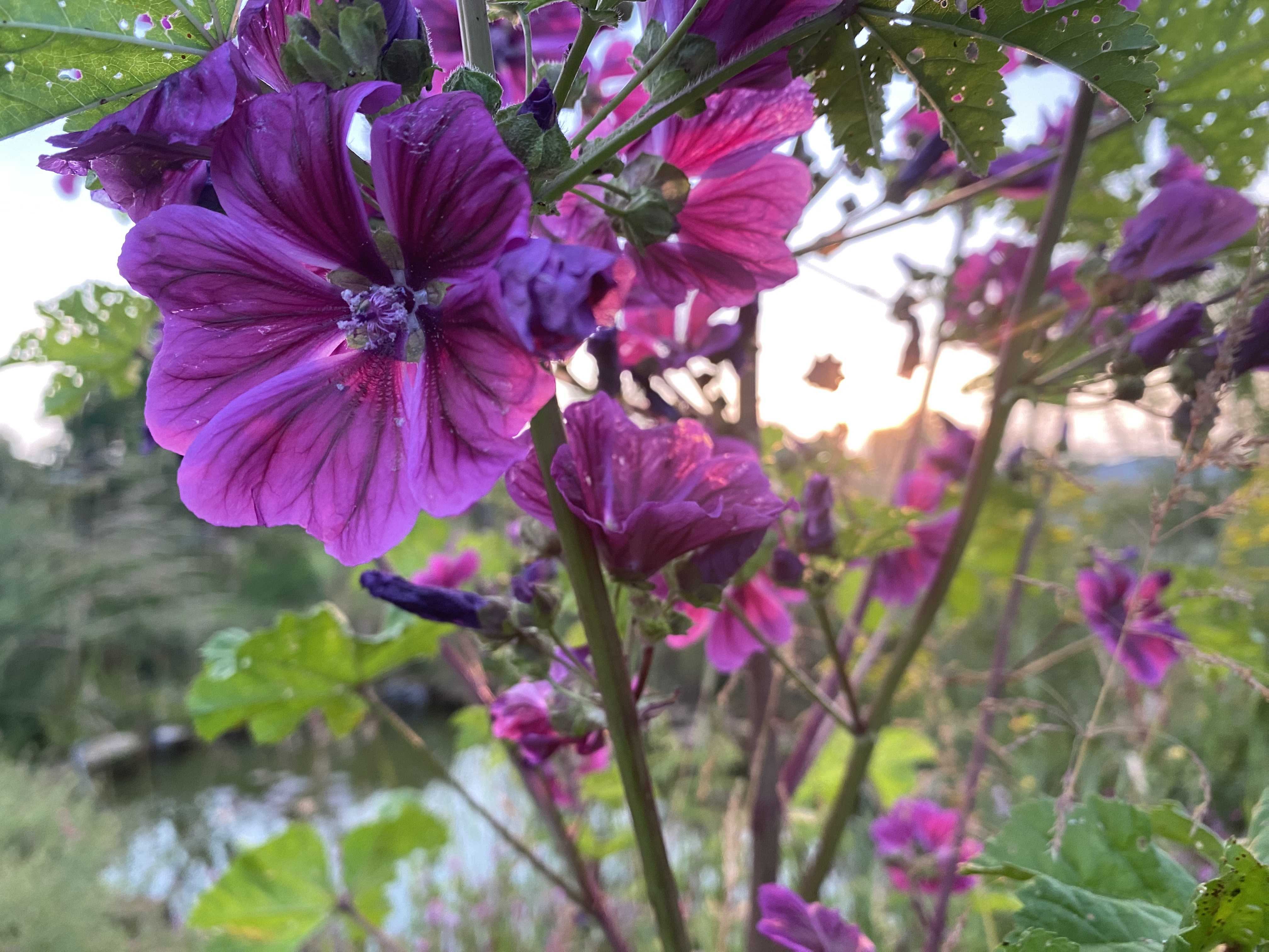 Fleurs mauves du jardin