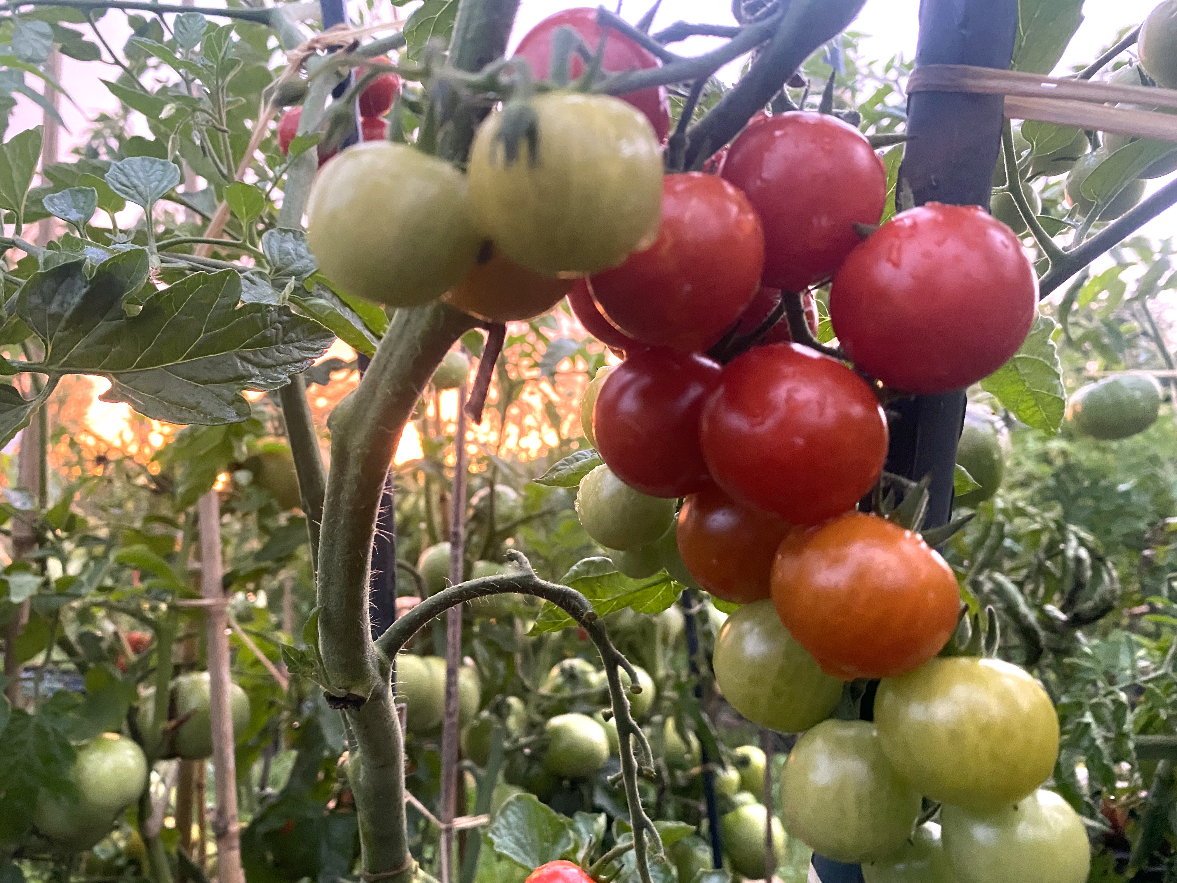 L&eacute;gumes du potager &ndash; carottes et betteraves