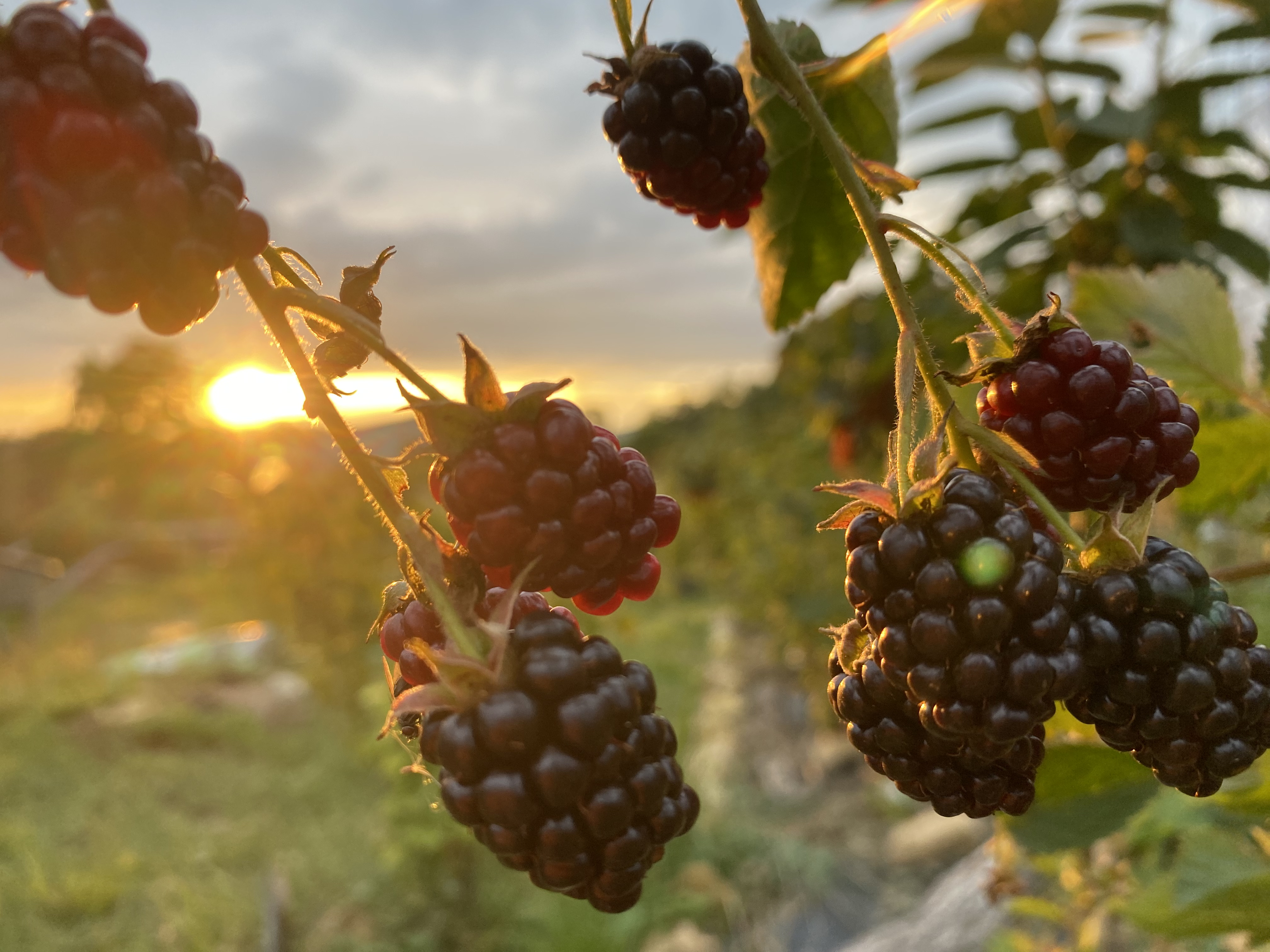 M&ucirc;res au coucher du soleil